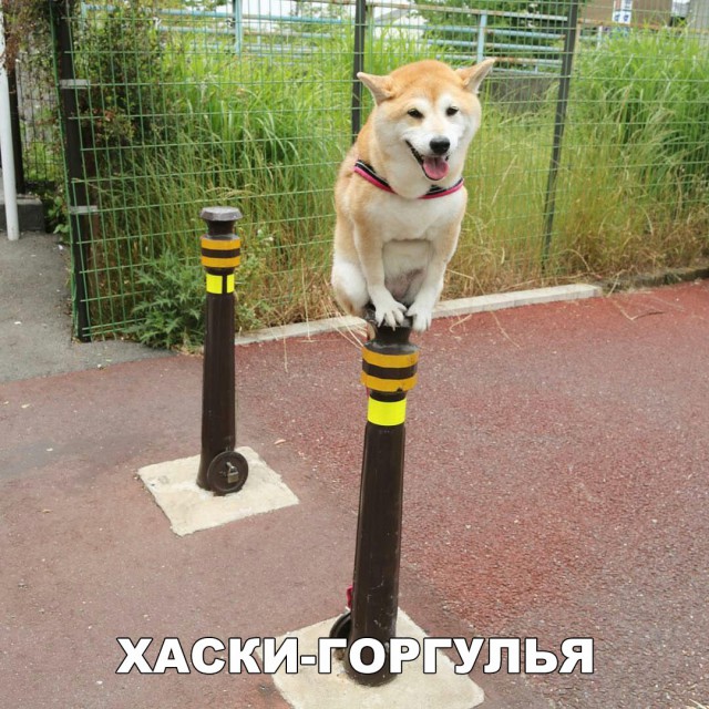 Живность из сети