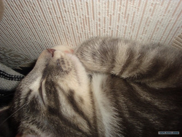 Котовторник. А как же?!