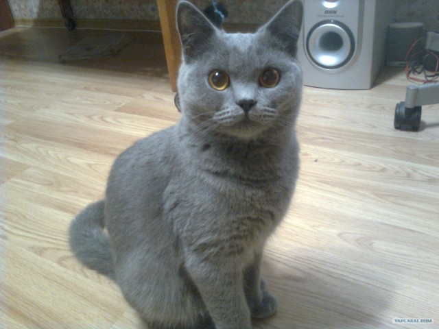 Котовторник 06.12.2011