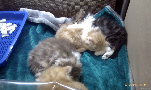 Котовторник   5.06.2012