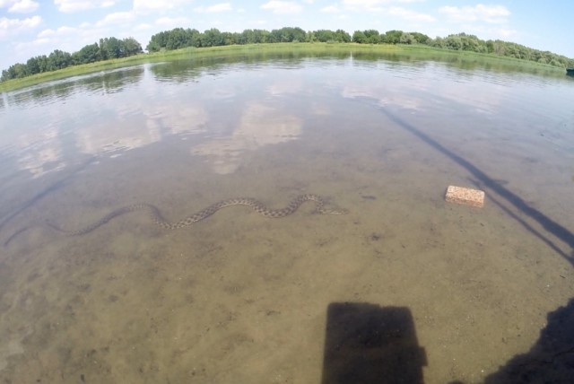 Под Астраханью рыбаков напугала гигантская трехметровая змея