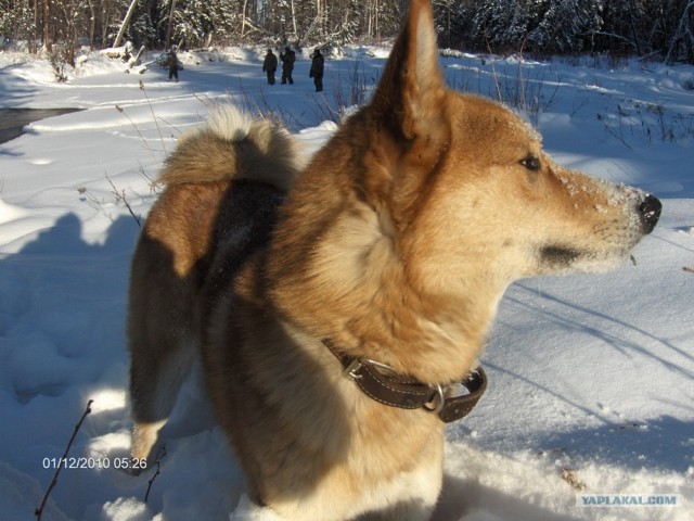 Кишинев-Благовещенск-Кишинев