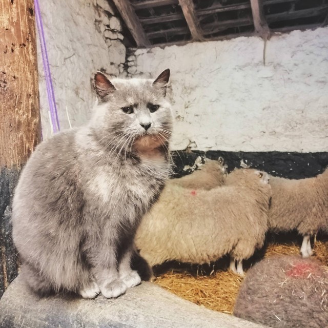 Живность из сети