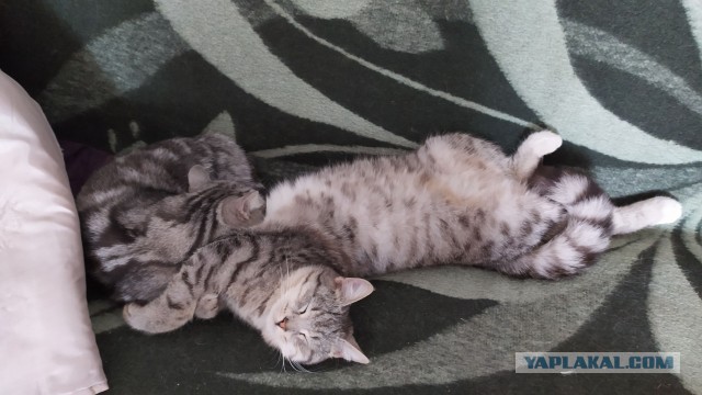 Шерстяные они такие