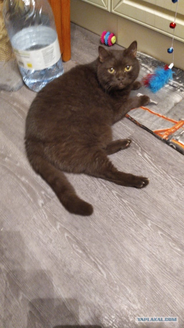 Ну, с котовторником!
