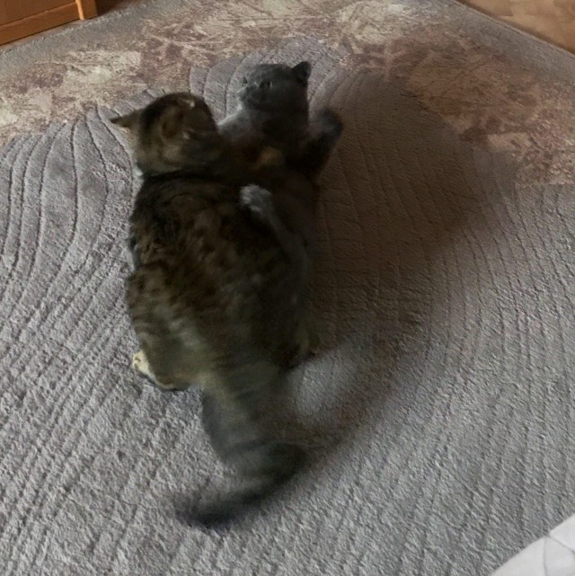 Эти забавные животные