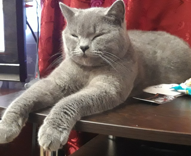 Котовторнику посвящается