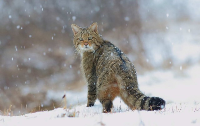 Расчехляем гладильники! - норвежский лесной уже тут