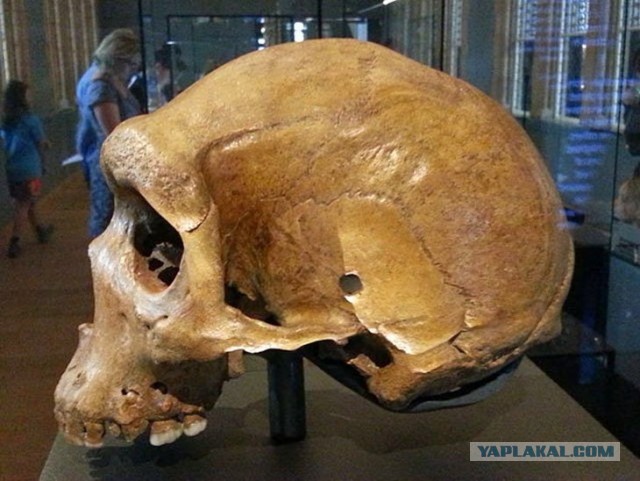 Тайна древних черепов неандертальцев с пулевыми отверстиями