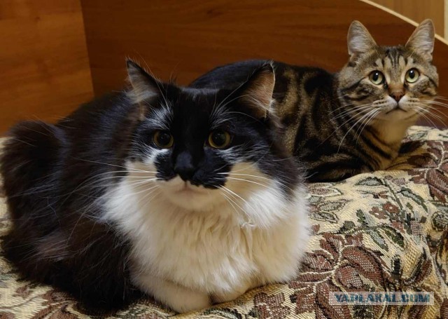 Котовторник!