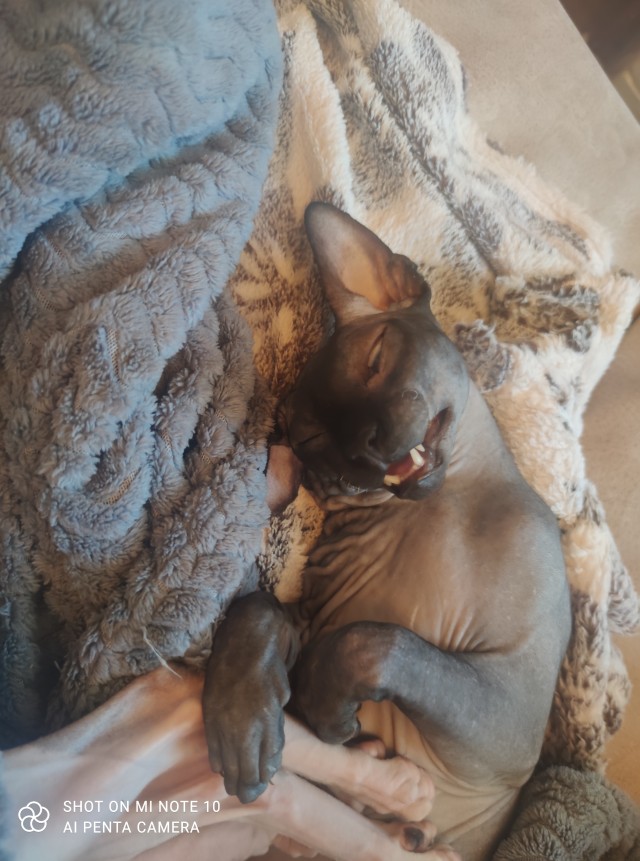 Хоба! Котовторник!