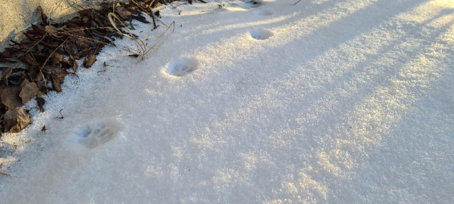 Котовторник 11.01.22