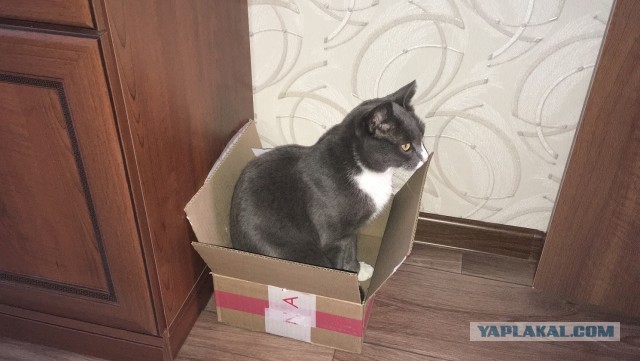 Котовторник ведь начался!