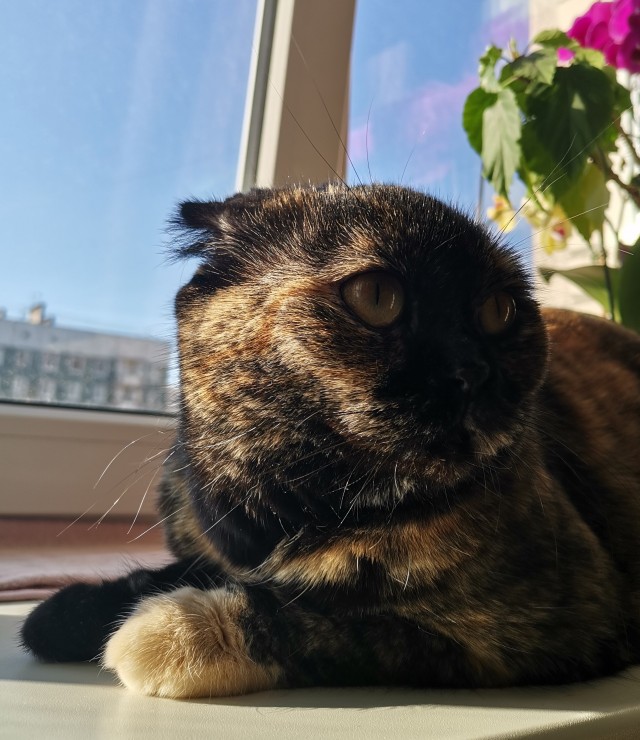 К нам пришел косоглазый кот