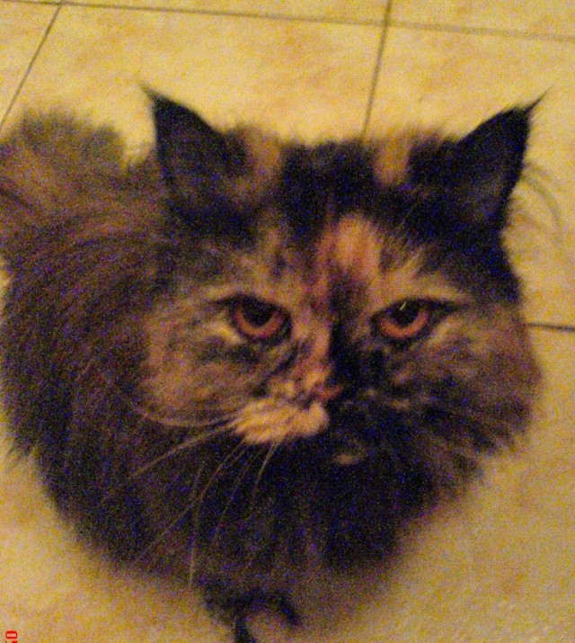 Кошка из гаража