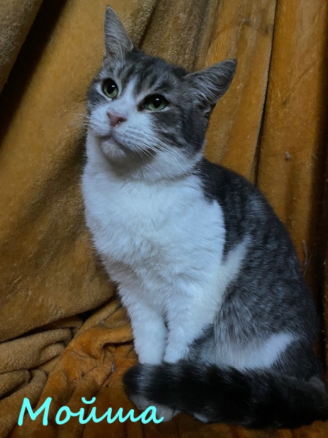 Жизнь домашнего приюта "Котоленд" 368