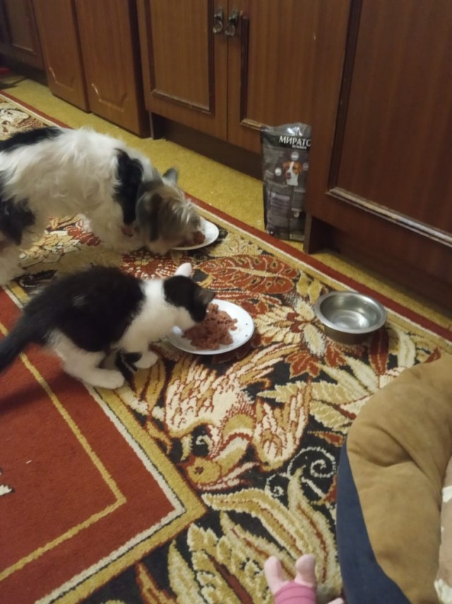Грустный котовторник