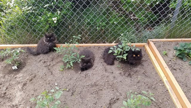 Много дел у кота на даче...