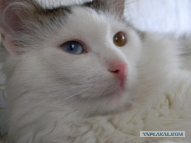 Котовторник 09.04.2013