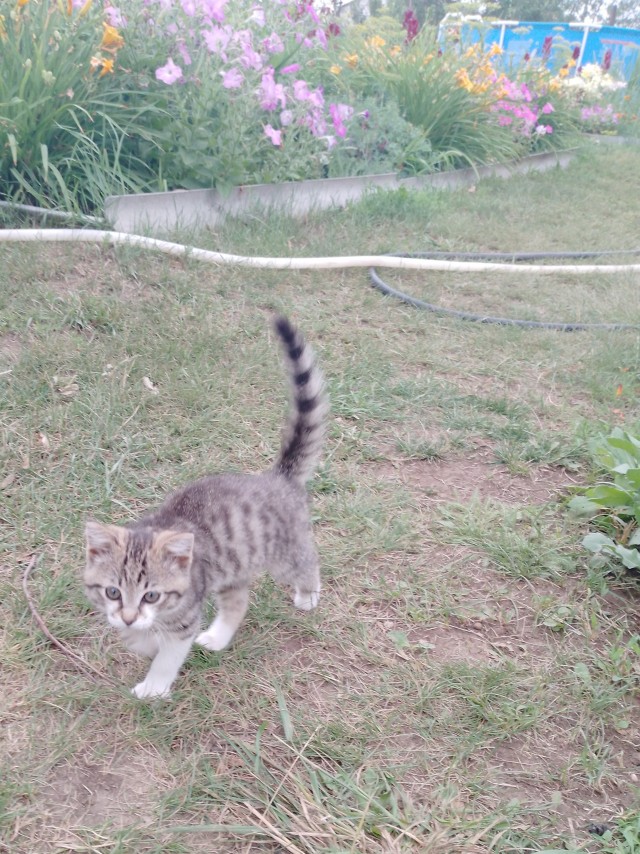 Приблудился