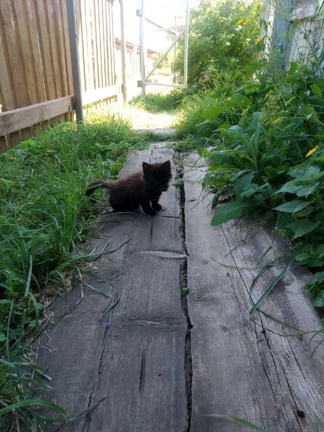 Котовторник. Моему мультяшке 1 год