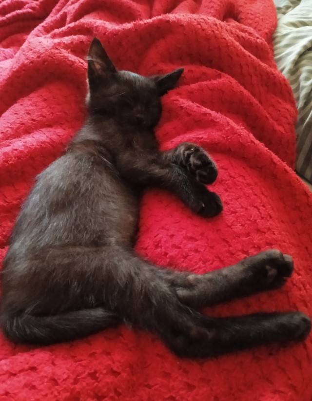 Позы для сна у кошек - что они означают?