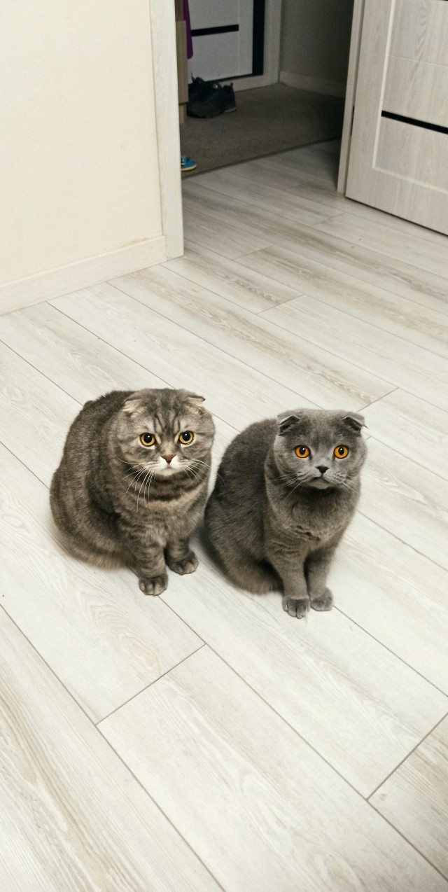 Без вины виноват