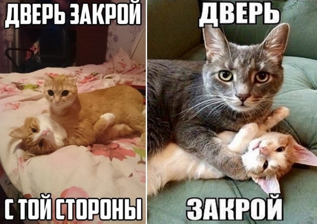 Почему кошки требуют открыть дверь, а затем не заходят: объясняем причины