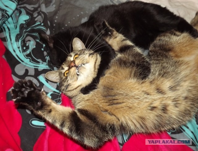 Котовторник 21.05.2013