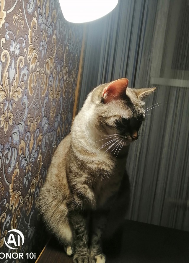 Котовторник же!