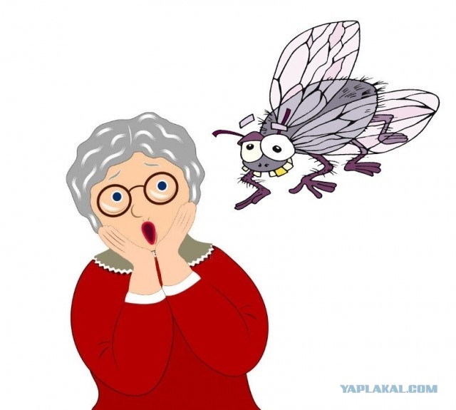 История о «залётной» мухе в ухе пациентки и как её доктор «спасал»