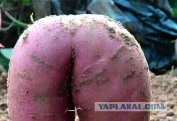 Малышка с грязной попкой.