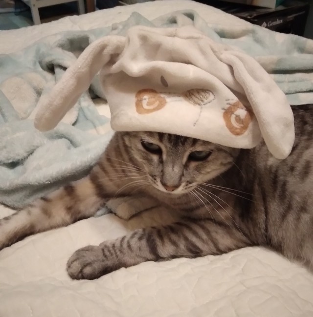 Новый иждевенец дома