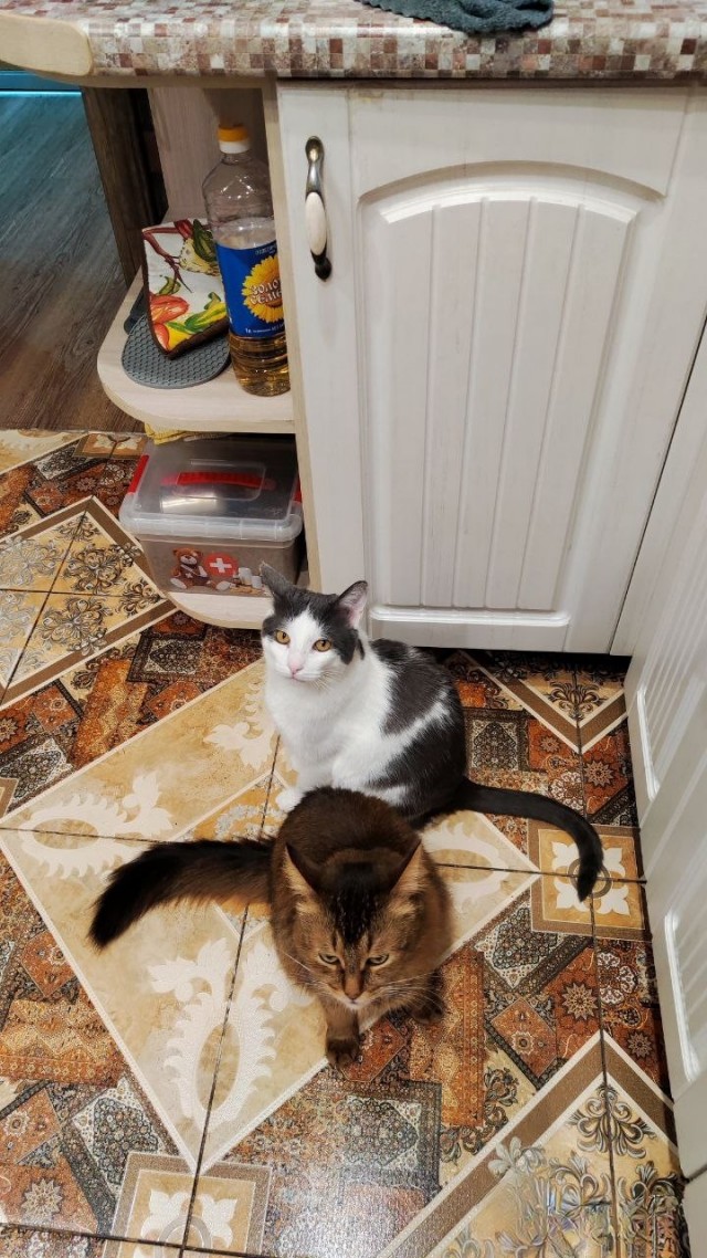 Мои коты подают знаки