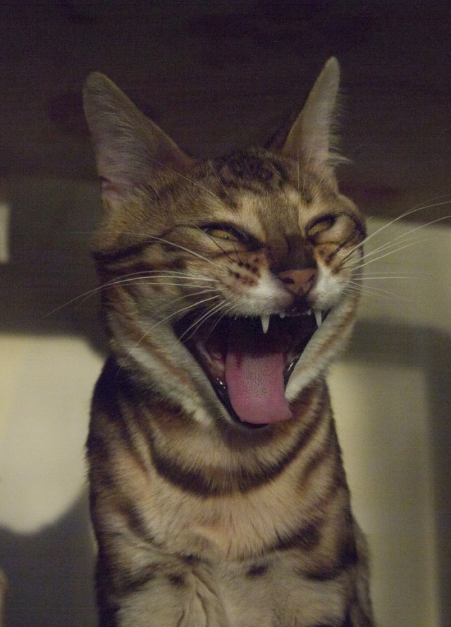 О бенгальских котах на наглядном примере