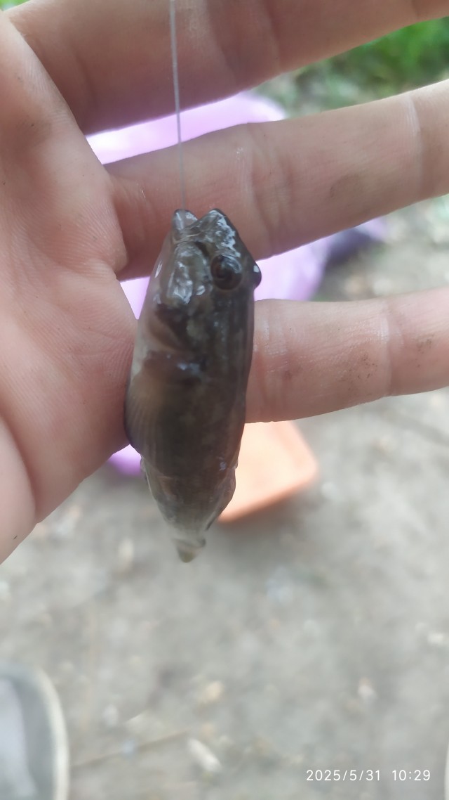 Поехал порыбачил