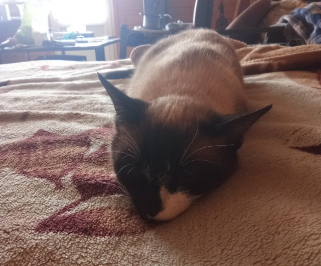 У меня Барсик сплюснулся!