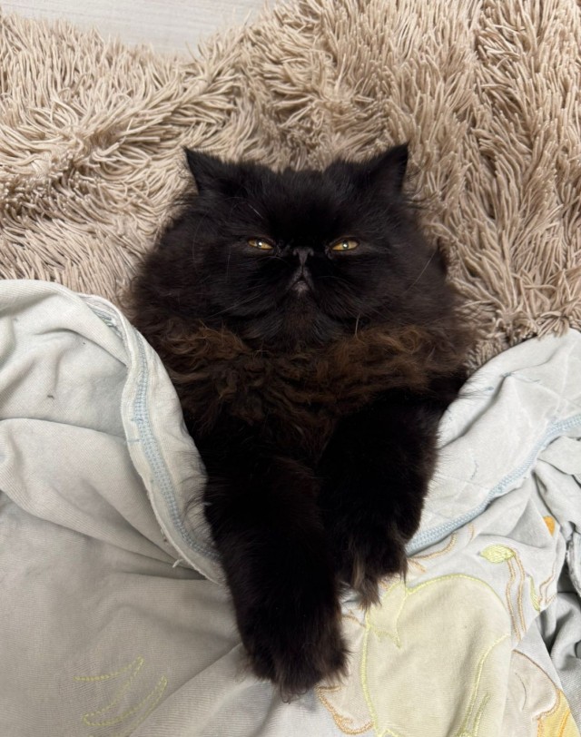 Котовторник