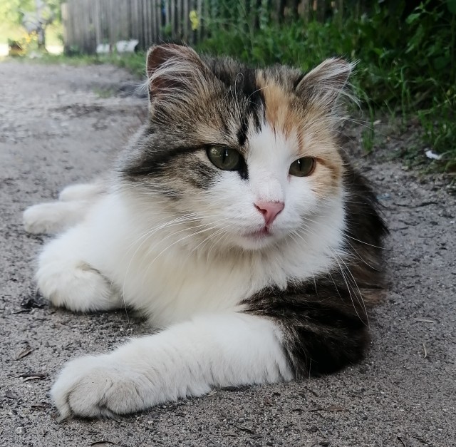Кошка Муся с черным усом акварелью