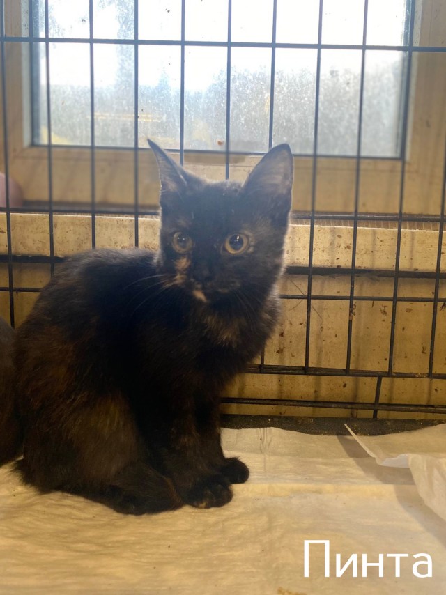 Жизнь домашнего приюта "Котоленд" 515