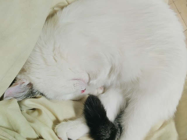 Котовторник,  кот Марс.