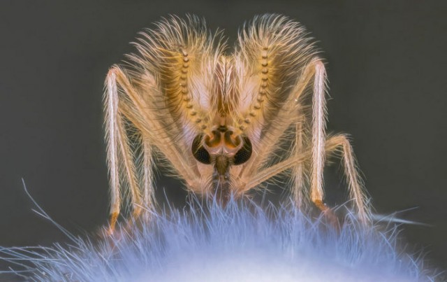 Лучшие макропортреты насекомых 2025 года.