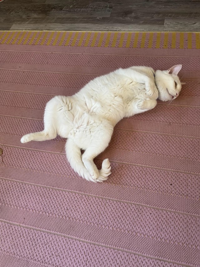 Рандомных фото котов тред
