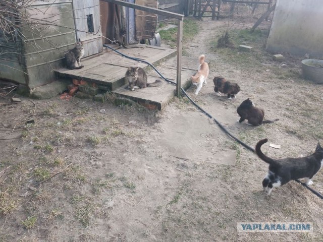 Жизнь домашнего приюта для котеек 575
