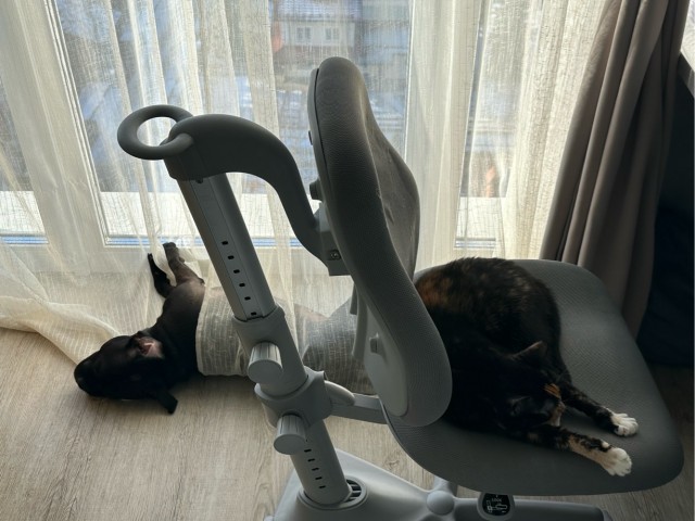 Собакочетверг же, но кошку из фото не выкинешь