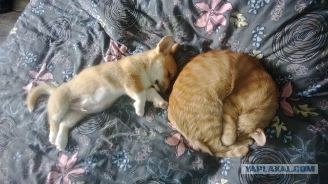 Завели щенка Корги