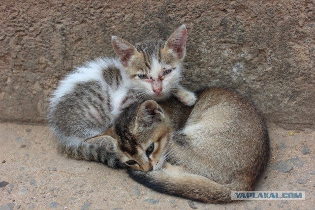 Котовторник  28.01.14