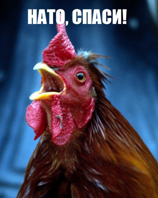 Демотиваторы и просто веселые картинки