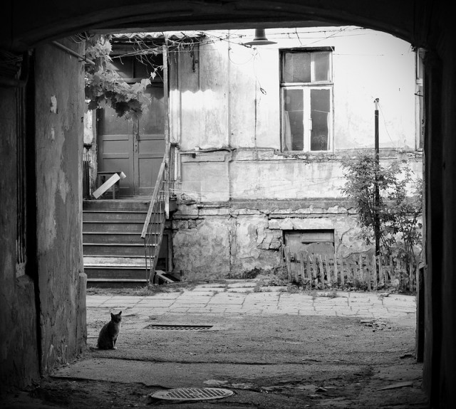 Старые дворы Одессы, коты и кошки