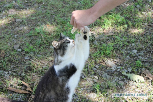 Природа Приморского края